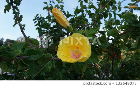 Hibiscus rosa-sinensis, known colloquially as Chinese hibiscus, China rose, Hawaiian hibiscus, rose mallow and shoeblack plant, is a species of tropical hibiscus 132649075