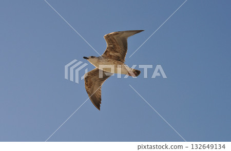 Flying seagull over the blue sea, marine bird 132649134