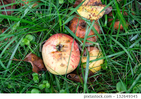 Fallen apples on the ground among green grass, with visible signs of rot and decay 132649345