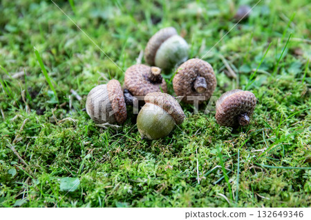 Close up of fresh autumn acorns lying on natural green moss and grass in the forest 132649346