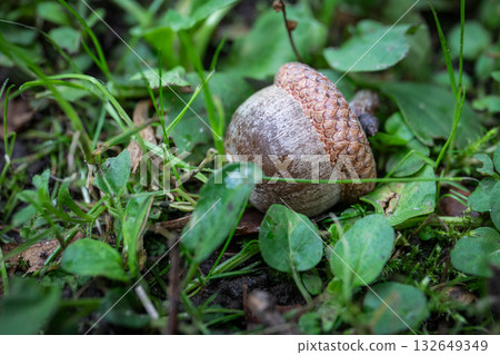 Single brown oak acorn with textured cap resting on moist green forest ground among fresh leaves and 132649349