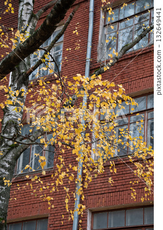 Birch branches with yellow autumn leaves against the red brick wall of Timiryazev Agricultural Academy Birch branches with yellow autumn leaves against the red brick wall of Timiryazev Agricultural Academy 132649441