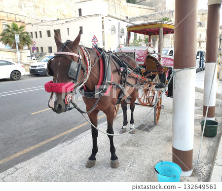Horse head portrait. Beautiful horse headshot.Horse as transportation in the city of Valletta Horse head portrait. Beautiful horse headshot.Horse as transportation in the city of Valletta 132649561