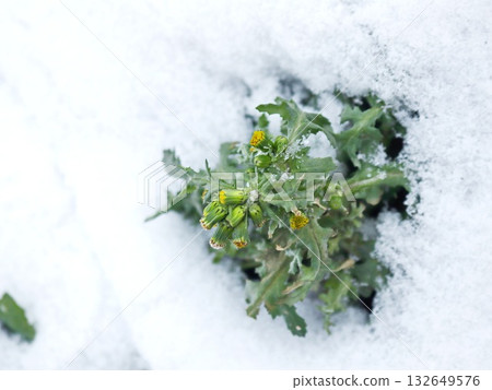 Hardy Dandelion Plant Surviving and Blooming Through Winter Snow Hardy Dandelion Plant Surviving and Blooming Through Winter Snow 132649576