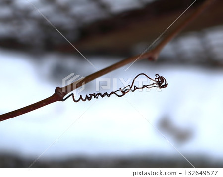Elegant Curled Vine Tendril Against Winter Snow Background 132649577
