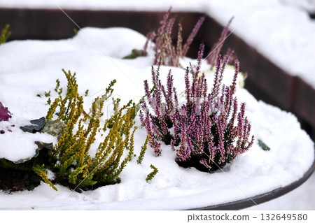 Colorful Winter Heather Plants in Snow-Covered Container Garden 132649580
