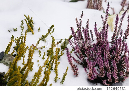 Colorful Green and Purple Winter Heather Plants in Snow-Covered Container Garden 132649581
