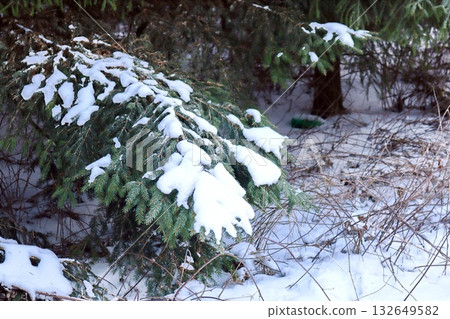 Fresh Snow Blanketing Evergreen Pine Branch on Forest Ground 132649582