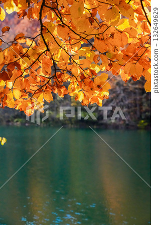 Golden Autumn Leaves Hanging Over Calm Lake Golden Autumn Leaves Hanging Over Calm Lake 132649629