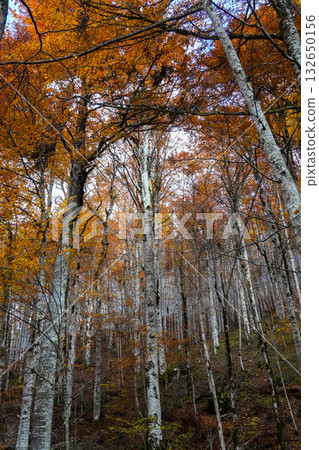 Thin Autumn Trees on Golden Hill Landscape Thin Autumn Trees on Golden Hill Landscape 132650156