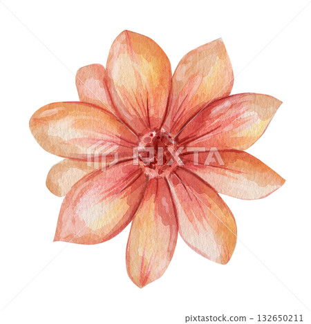 Watercolor illustration of single orange and pink flower with delicate petals. Hand drawn botanical element, isolated on white background, perfect for cards, patterns and design Watercolor illustration of single orange and pink flower with delicate petals. Hand drawn botanical element, isolated on white background, perfect for cards, patterns and design 132650211
