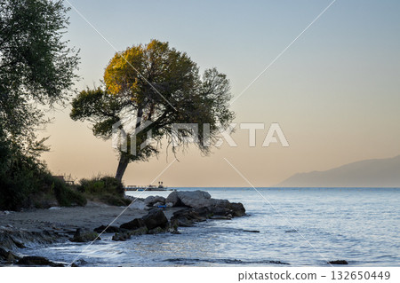 Tree on the coast of Ionian sea, Greece Tree on the coast of Ionian sea, Greece 132650449