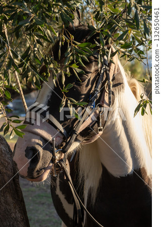 Horse in an olive garden, Roda, Corfu (Korfu), Greece 132650461