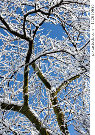 Snowy trees and blue sky_vertical Snowy trees and blue sky_vertical 132650656