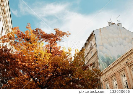 Bright autumn foliage near painted building wall under clear sky in Belgrade city center. Serbia country in fall season Bright autumn foliage near painted building wall under clear sky in Belgrade city center. Serbia country in fall season 132650666