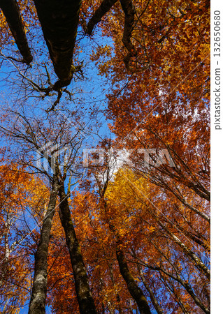 Autumn Trees Shot from Below Against the Sky 132650680