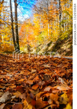 Curved Forest Road Lined with Golden Autumn Leaves Curved Forest Road Lined with Golden Autumn Leaves 132650684