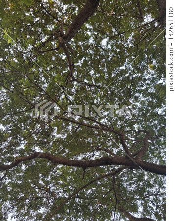 Looking up through a dense canopy of green leaves and branches, dappled sunlight filters through 132651180
