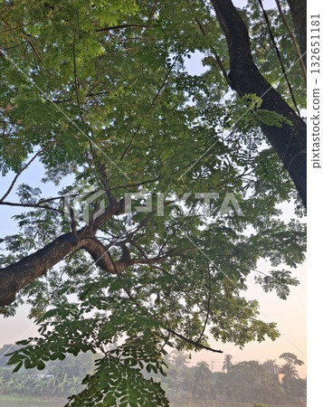 Looking up through lush green tree canopy and branches against a soft, hazy sky at sunrise or sunset Looking up through lush green tree canopy and branches against a soft, hazy sky at sunrise or sunset 132651181