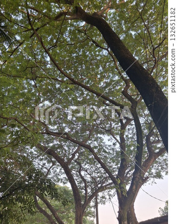 Looking up through the canopy of lush green trees, sunlight filtering through the leaves, creating a dappled effect 132651182