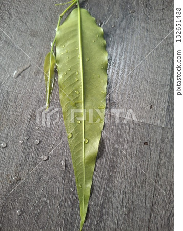 A single, elongated green leaf with a prominent central vein lies on a textured, grey, outdoor surface A single, elongated green leaf with a prominent central vein lies on a textured, grey, outdoor surface 132651488