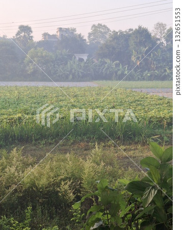 A lush green agricultural field stretches towards a distant tree line under a soft, hazy sky, evoking a sense of rural tranquility A lush green agricultural field stretches towards a distant tree line under a soft, hazy sky, evoking a sense of rural tranquility 132651553