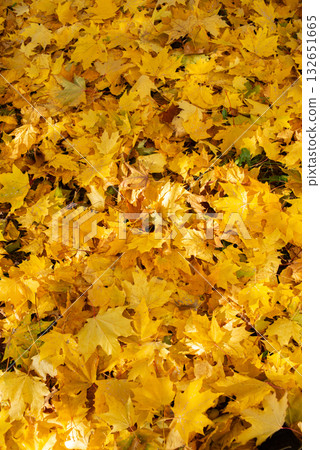 Yellow autumn maple background. Fall 132651665