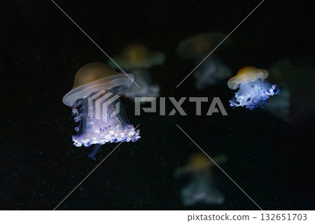 Mediterranear jellyfish, Cotylorhiza tuberculata or fried egg jellyfish swim in blue aquarium water Mediterranear jellyfish, Cotylorhiza tuberculata or fried egg jellyfish swim in blue aquarium water 132651703