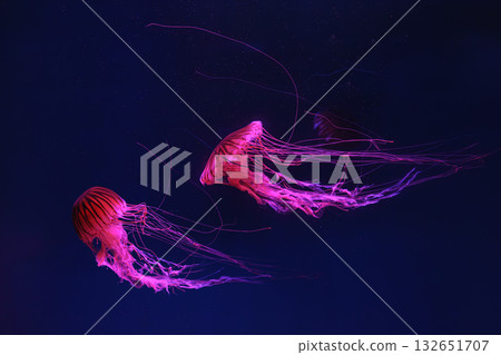 Japanese sea nettle, chrysaora pacifica jellyfish swim in blue water with pink light of aquarium Japanese sea nettle, chrysaora pacifica jellyfish swim in blue water with pink light of aquarium 132651707