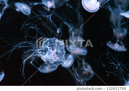Chrysaora quinquecirrha, Atlantic or East Cost sea nettle jellyfish swim in blue water of aquarium 132651709