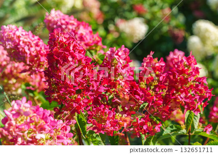 Close up of blooming pink hydrangea paniculata flowers in sunny garden with green leaves background 132651711