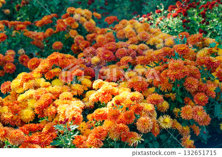 Close up beautiful orange korean chrysanthemum flowers in full autumn bloom, floral background 132651715