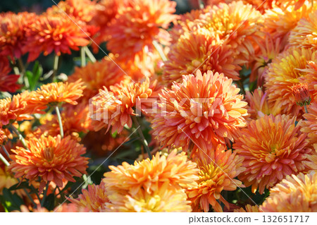 Close up red and orange autumn chrysanthemum flower bushes, blooming in fall garden under sunlight 132651717