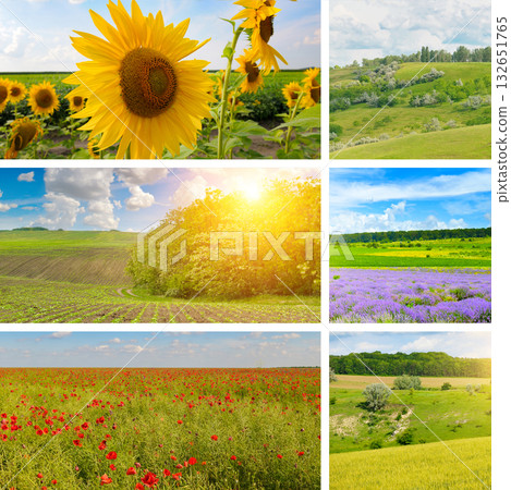 Agricultural Landscape Collage with Sunflowers, Lavender, and Poppies 132651765