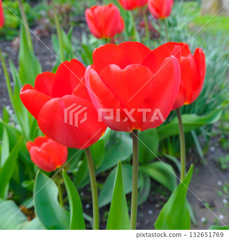 Vibrant Red Tulips Blooming in a Spring Garden Close-up Vibrant Red Tulips Blooming in a Spring Garden Close-up 132651769