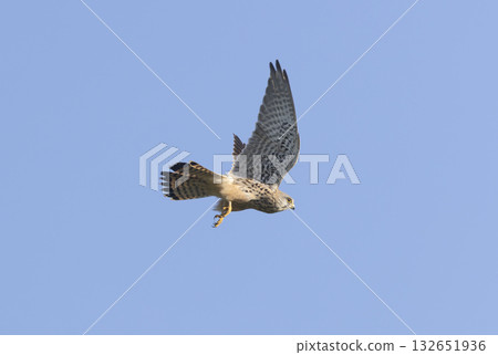 一隻紅隼在藍天上翱翔 一隻紅隼在藍天上翱翔 132651936