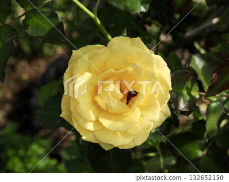 Vine Gold Bunny 132652150