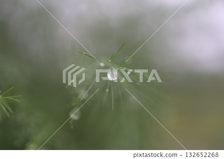 蘆筍葉上閃爍著晨露的光澤。 蘆筍葉上閃爍著晨露的光澤。 132652268
