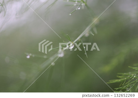 蘆筍葉上閃爍著晨露的光澤。 蘆筍葉上閃爍著晨露的光澤。 132652269