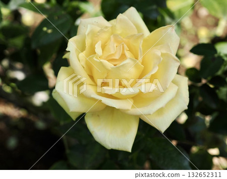 Tianjin Maiden Tianjin Maiden 132652311