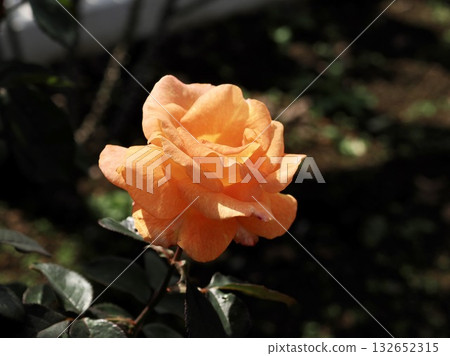 Königin Beatrix 132652315