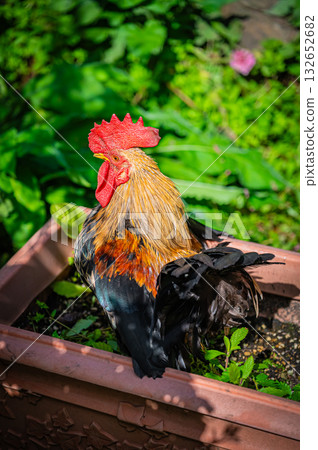 Autumn at Ueno Farm, Asahikawa, Hokkaido 132652682