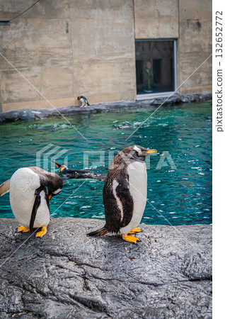 北海道旭山動物園企鵝 132652772