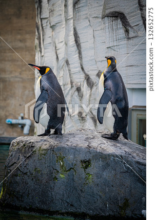 Hokkaido Asahiyama Zoo Penguin 132652775