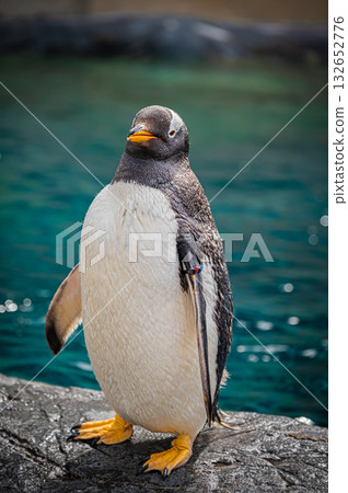 北海道旭山動物園企鵝 132652776