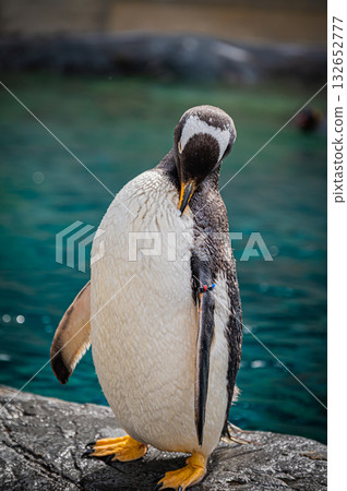 Hokkaido Asahiyama Zoo Penguin 132652777
