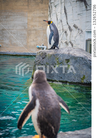 Hokkaido Asahiyama Zoo Penguin 132652786
