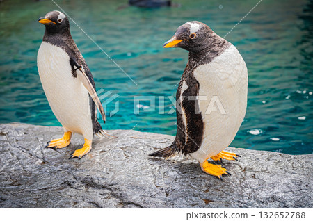 Hokkaido Asahiyama Zoo Penguin 132652788