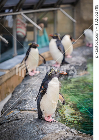北海道旭山動物園企鵝 132652789