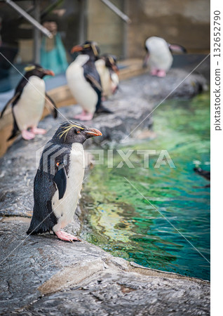 北海道旭山動物園企鵝 132652790